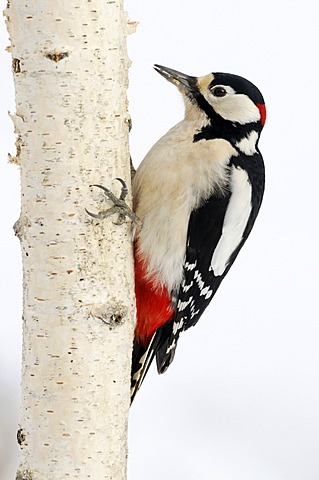 Great Spotted Woodpecker (Dendrocopos major), foraging on birch