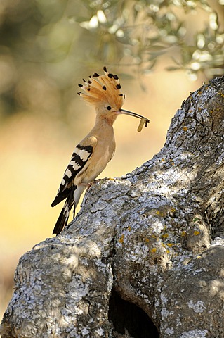 Hoopoe (Upupa epops), sitting with food on an old olive tree