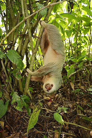 Hoffmann's two-toed sloth (Choloepus hoffmanni), hanging upside down in a tree, La Fortuna, Costa Rica, Central America