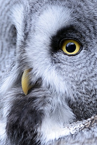 Great Grey Owl (Strix nebulosa), portrait, Arth Goldau, Switzerland, Europe