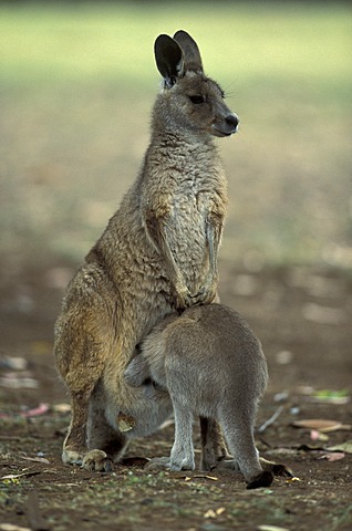 Eastern Grey Kangaroo (Macropus giganteus), adult female and joey, Australia