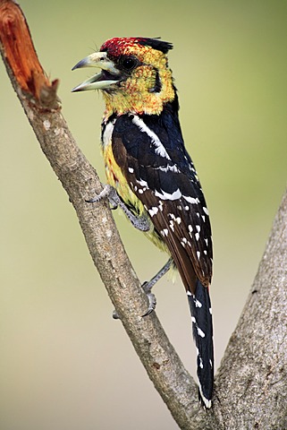 Crested Barbet (Trachyphonus vaillantii), adult in tree, Kruger National Park, South Africa, Africa