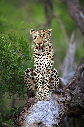 Leopard (Panthera pardus), adult on tree, Sabisabi Private Game Reserve, Kruger National Park, South Africa, Africa