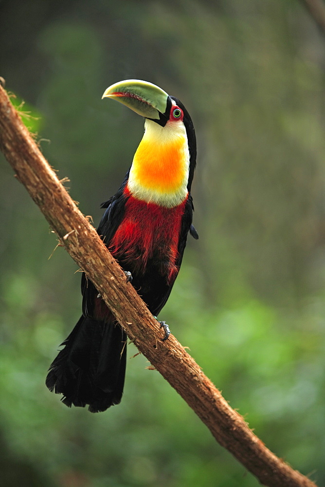 Red-breasted Toucan (Ramphastos dicolorus), adult on a branch, Pantanal, Brazil, South America