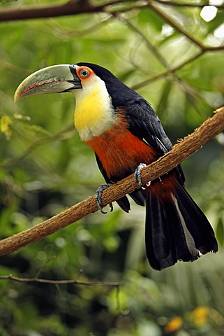 Red-breasted Toucan (Ramphastos dicolorus), adult on a branch, Pantanal, Brazil, South America