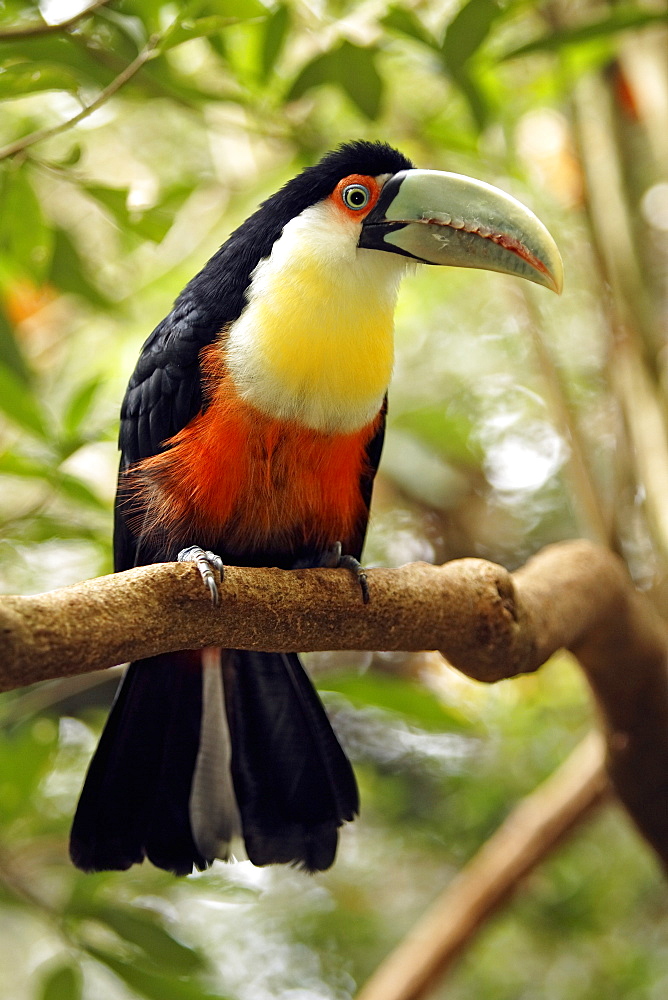 Red-breasted Toucan (Ramphastos dicolorus), adult on a branch, Pantanal, Brazil, South America