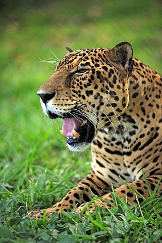 Jaguar (Panthera onca), adult male yawning, Pantanal, Brazil, South America