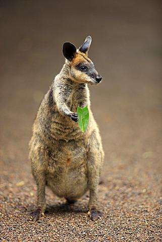 Pretty-faced Wallaby or Whiptail Wallaby (Macropus parryi), adult eating, Lamington National Park, Queensland, Australia