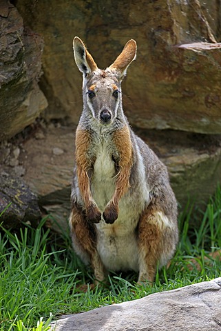 Yellow-footed Rock-wallaby (Petrogale xanthopus), adult, Australia