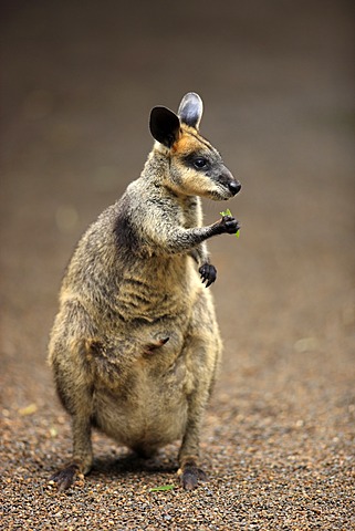 Pretty-faced Wallaby (Macropus parryi), adult, eating, Lamington National Park, Queensland, Australia