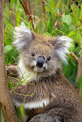 Koala (Phascolarctos cinereus), portrait, adult in tree feeding on Eucalyptus, Australia