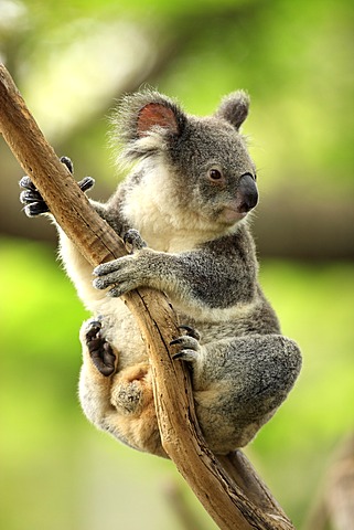 Koala (Phascolarctos cinereus), adult in tree, Australia