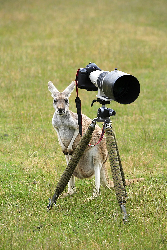 Eastern Grey Kangaroo (Macropus giganteus), adult examining a camera on a tripod, Australia