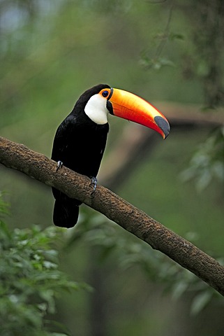 Toco Toucan (Ramphastos toco), adult, on tree, Pantanal, Brazil, South America