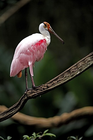 Roseate spoonbill (Ajaia ajaja), adult, on tree, Pantanal, Brazil, South America