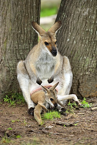 Agile Wallaby or Sandy Wallaby (Macropus agilis), mother with a joey in her pouch, Australia