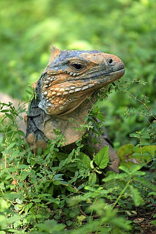 Blue Iguana or Grand Cayman Iguana (Cyclura lewisi), portrait