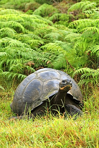 GalÃ¡pagos tortoise or GalÃ¡pagos giant tortoise (Geochelone nigra), adult feeding, Galapagos Islands, Pacific Ocean