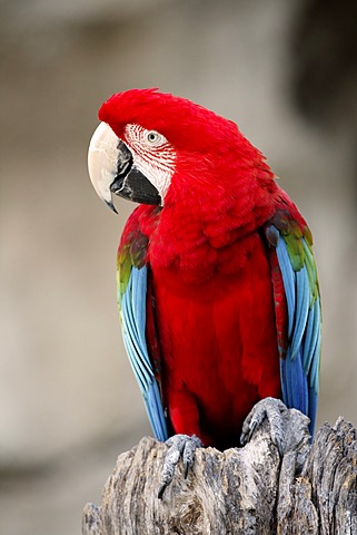 Red & Green Macaw (Ara chloroptera), adult perched on a tree trunk