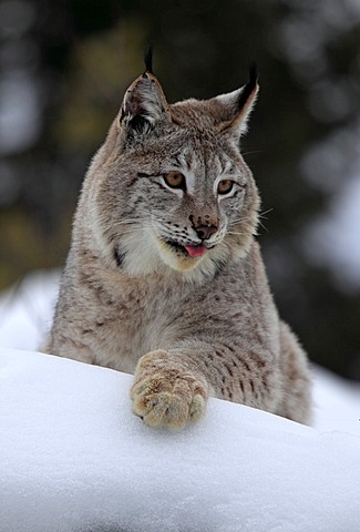 Eurasian lynx (Lynx lynx), adult, portrait, snow, winter, Montana, USA