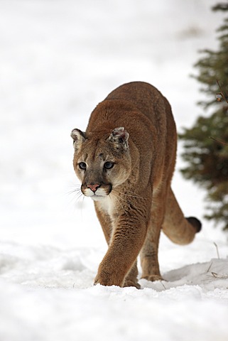 Cougar (Felis concolor), adult, foraging, snow, winter, Montana, USA