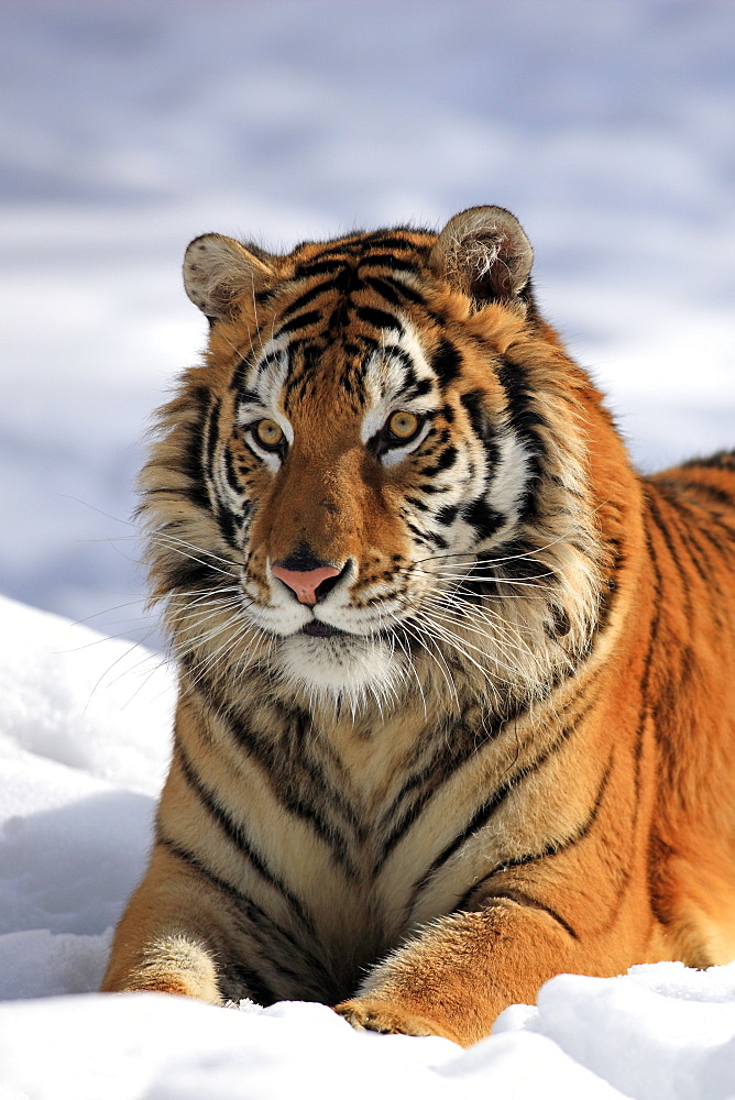 Siberian Tiger (Panthera tigris altaica), portrait, snow, winter, Asia