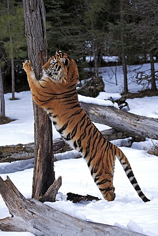 Siberian Tiger (Panthera tigris altaica), sharpening claws on tree, snow, winter, Asia