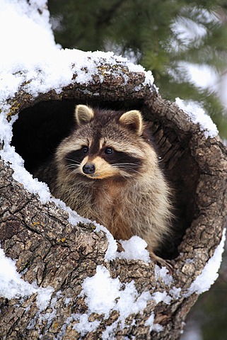 Raccoon (Procyon lotor), den, snow, winter, Montana, USA