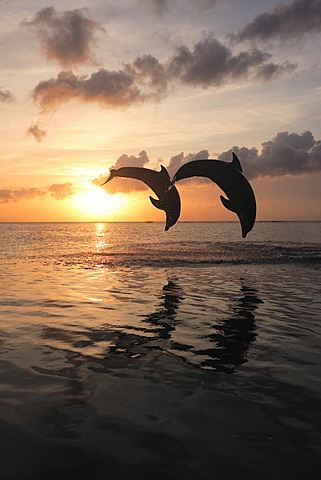 Two Common Bottlenose Dolphins (Tursiops truncatus), adult, leaping at sunset, Roatan, Honduras, Caribbean, Central America, Latin America