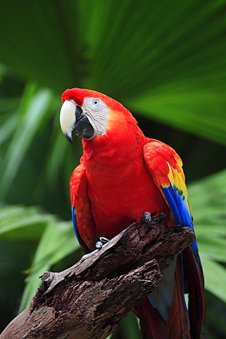 Scarlet Macaw (Ara macao), adult, perched, Roatan, Honduras, Caribbean, Central America, Latin America