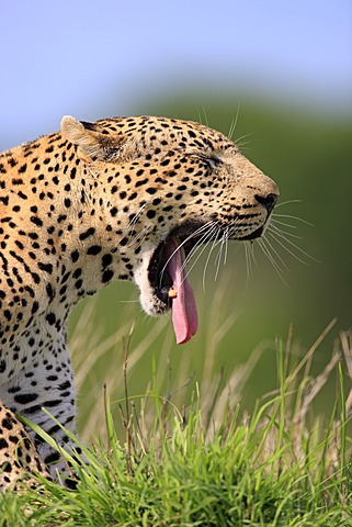 Leopard (Panthera pardus), portrait, yawning, Sabi Sabi Game Reserve, Kruger National Park, South Africa, Africa