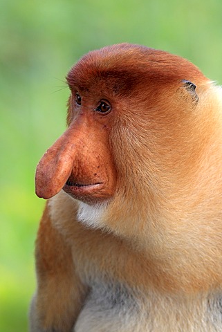 Proboscis Monkey or Long-nosed monkey (Nasalis larvatus), male, portrait, Labuk Bay, Sabah, Borneo, Malaysia, Asia