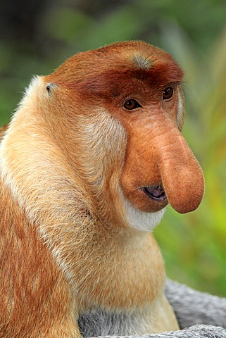 Proboscis Monkey or Long-nosed monkey (Nasalis larvatus), male, portrait, Labuk Bay, Sabah, Borneo, Malaysia, Asia