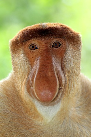 Proboscis Monkey or Long-nosed monkey (Nasalis larvatus), male, portrait, Labuk Bay, Sabah, Borneo, Malaysia, Asia