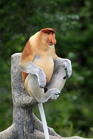 Proboscis Monkey or Long-nosed monkey (Nasalis larvatus), male, on tree, Labuk Bay, Sabah, Borneo, Malaysia, Asia