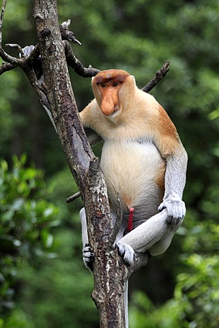 Proboscis Monkey or Long-nosed monkey (Nasalis larvatus), male, on tree, Labuk Bay, Sabah, Borneo, Malaysia, Asia