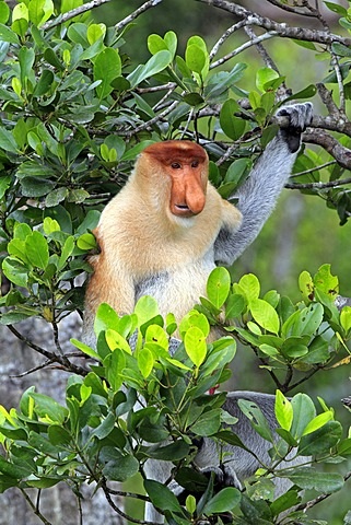 Proboscis Monkey or Long-nosed monkey (Nasalis larvatus), male, on tree, Labuk Bay, Sabah, Borneo, Malaysia, Asia