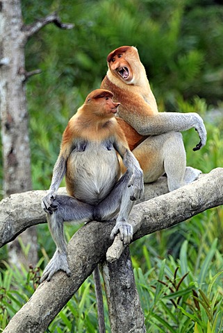 Proboscis Monkey or Long-nosed monkey (Nasalis larvatus), male, on tree, Labuk Bay, Sabah, Borneo, Malaysia, Asia