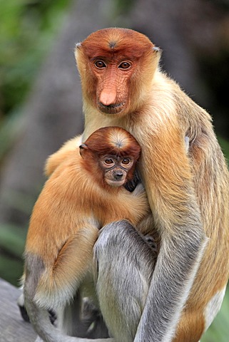 Proboscis Monkey or Long-nosed monkey (Nasalis larvatus), mother with young, Labuk Bay, Sabah, Borneo, Malaysia, Asia