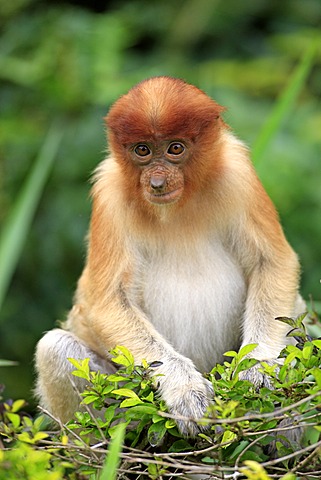 Proboscis Monkey or Long-nosed monkey (Nasalis larvatus), young, Labuk Bay, Sabah, Borneo, Malaysia, Asia