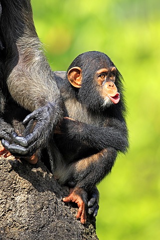 Chimpanzee (Pan troglodytes troglodytes), young, Singapore, Asia