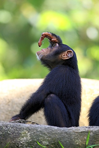 Chimpanzee (Pan troglodytes troglodytes), young, Singapore, Asia