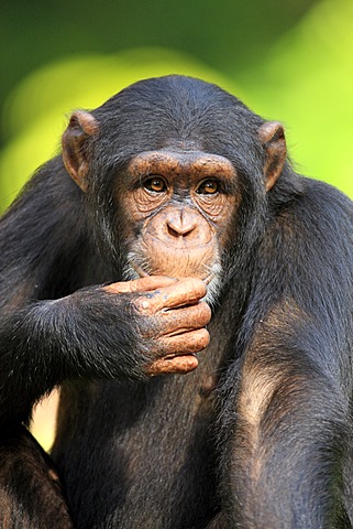 Chimpanzee (Pan troglodytes troglodytes), adult, Singapore, Asia