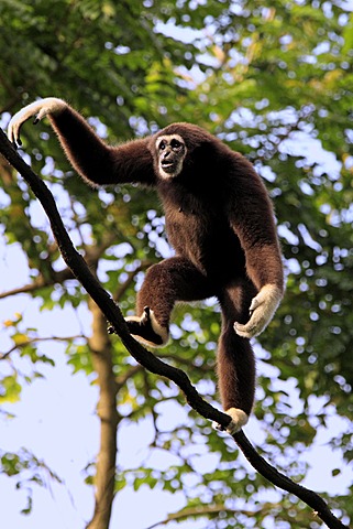 Lar or White-handed gibbon (Hylobates lar), on tree, Singapore, Asia