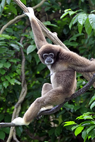 Lar or White-handed gibbon (Hylobates lar), on tree, Singapore, Asia