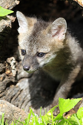 Gray fox (Urocyon cinereoargenteus), kit, nine weeks old, looking out of a tree trunk, Montana, USA, North America