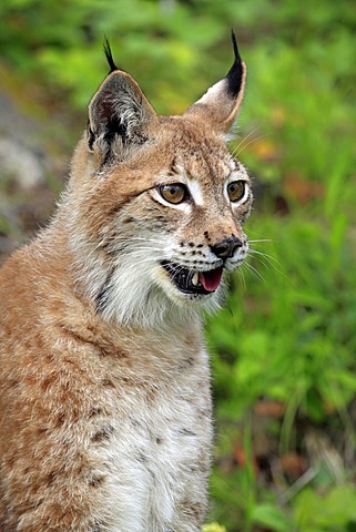 Eurasian Lynx (Lynx lynx), portrait, female, adult, Montana, USA, North America