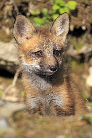 Red Fox (Vulpes vulpes), pup, ten weeks, Montana, USA, North America