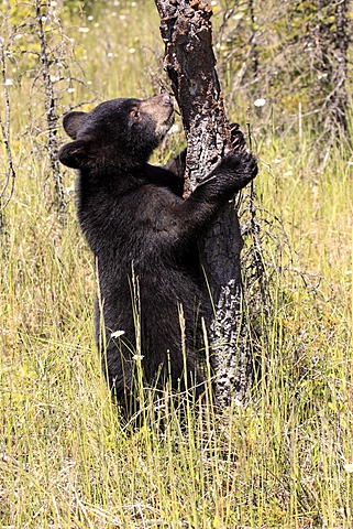 American Black Bear (Ursus americanus), cub, six months, Montana, USA, North America