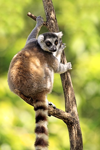 Ring-tailed Lemur (Lemur catta), Berenty Reserve, Madagascar, Africa